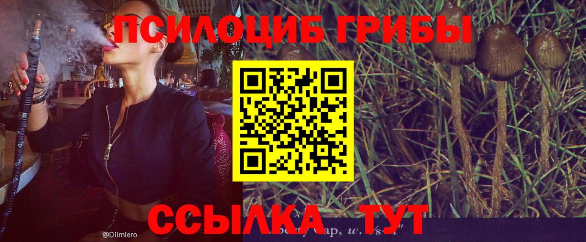 Галлюциногенные грибы Cubensis Гурьевск